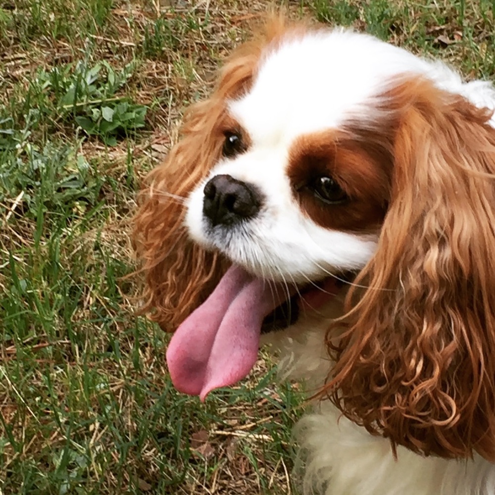 All Proceeds Support This Guy 🐶 - Picture 4 of 5